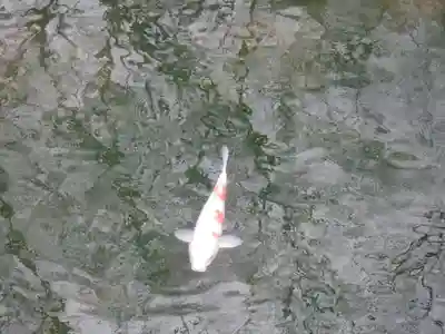 長田神社の動物
