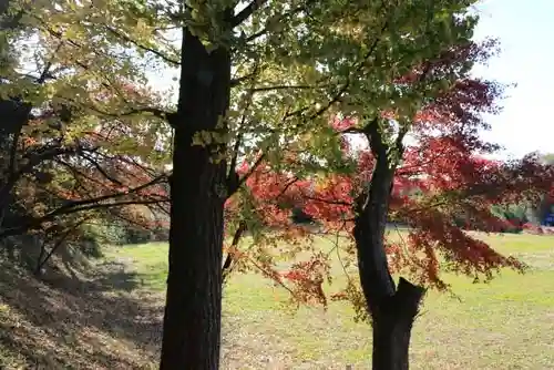 城山八幡神社の自然