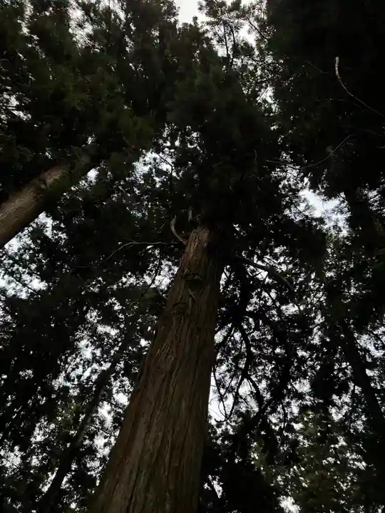 大宮温泉神社の自然