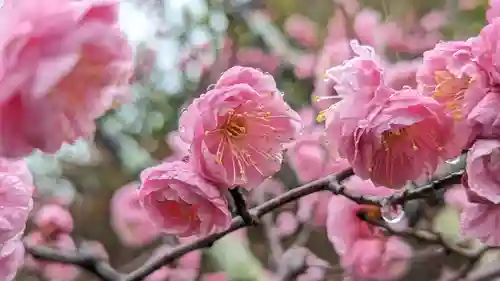 長岡天満宮(京都府)