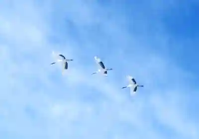 鶴居神社の動物