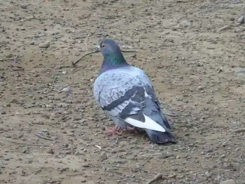 三島神社の動物