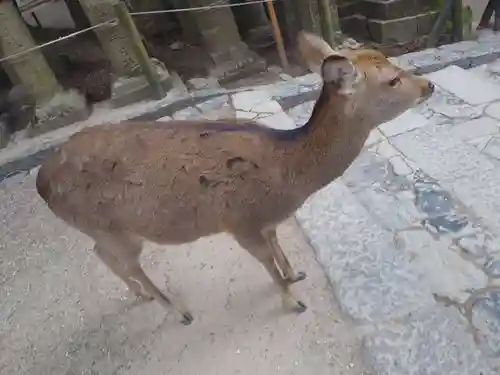 春日大社の動物