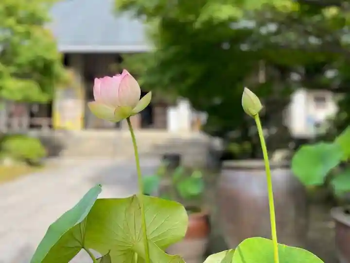 伊勢の国 四天王寺の自然