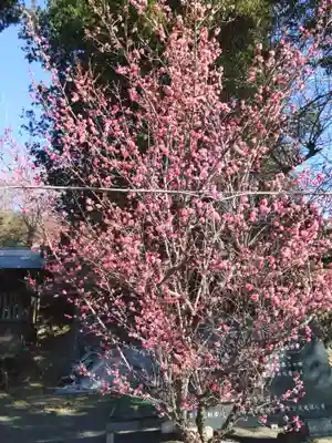 賀茂別雷神社(栃木県)