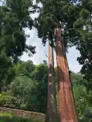 妙義神社の自然