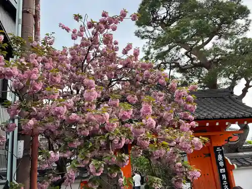 金剛寺（八坂庚申堂）(京都府)