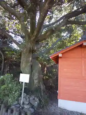 梅宮神社の自然