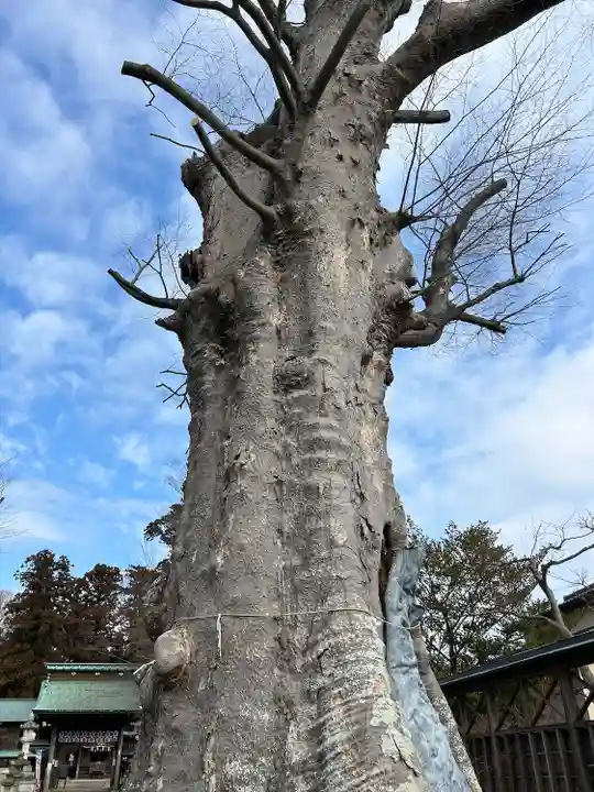 若宮八幡宮(茨城県)
