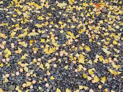 上川神社の自然