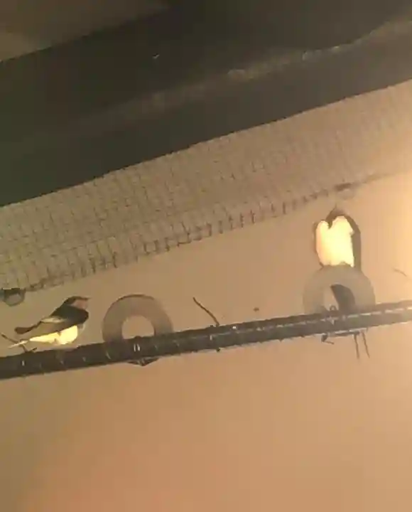 秩父今宮神社の動物