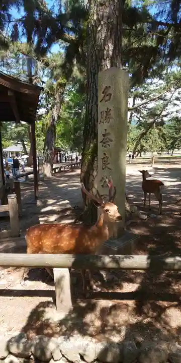 興福寺 南円堂の動物