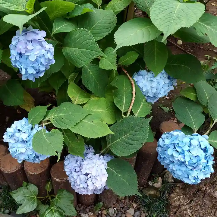 八幡神社の自然