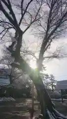 尾張大國霊神社（国府宮）の自然