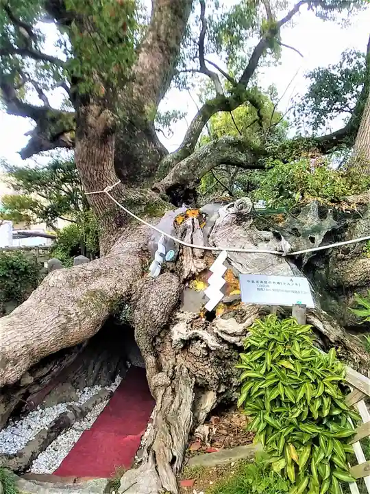 牛嶋天満宮の自然