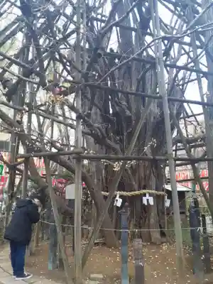 稲毛神社(神奈川県)