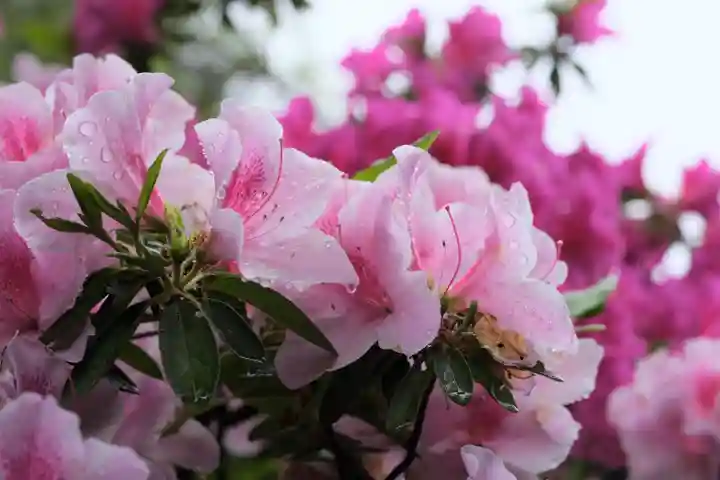 和泉國一之宮 大鳥大社の自然