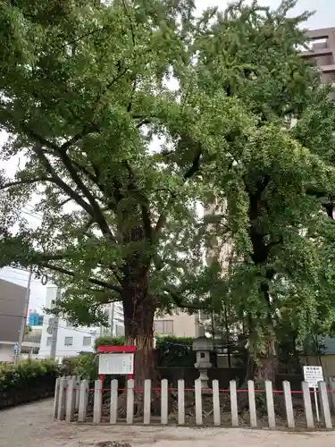 久留米宗社　日吉神社の自然