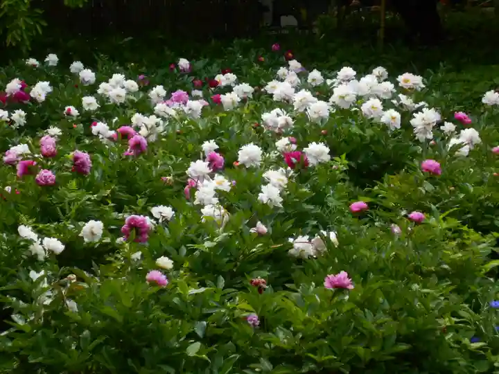 龍寳寺(龍宝寺)の自然