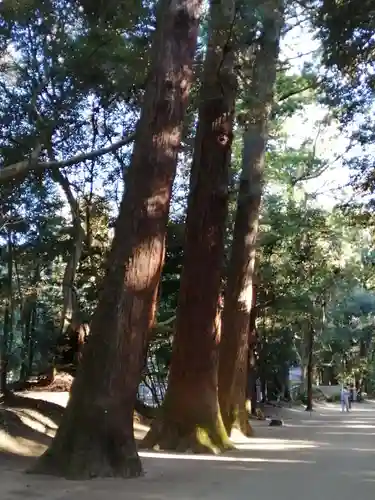 鹿島神宮の自然