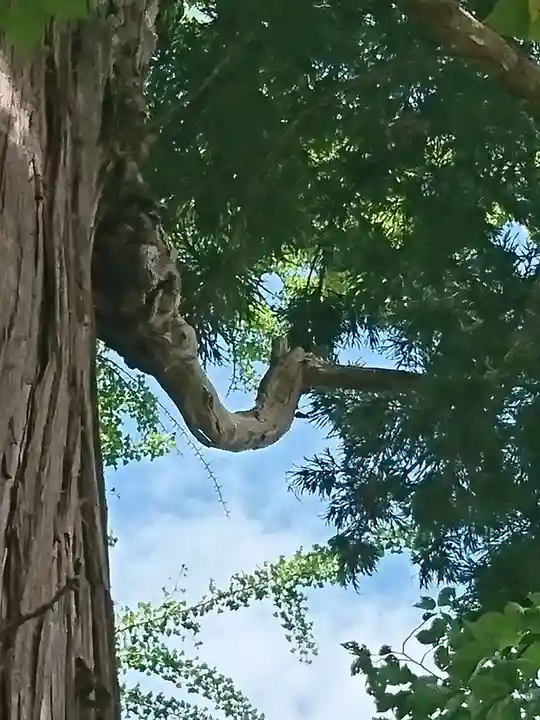 加賀神明宮の自然
