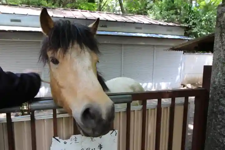 水稲荷神社の動物