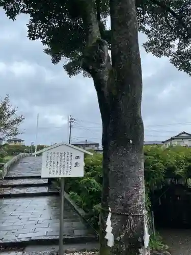 西寒多神社(大分県)