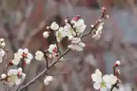 国宝 大法寺の自然