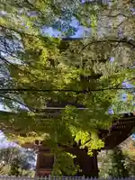 道場寺のその他建物