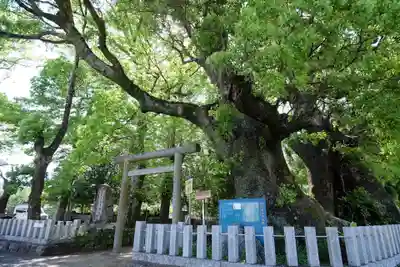 熊野三所大神社（浜の宮王子）の自然