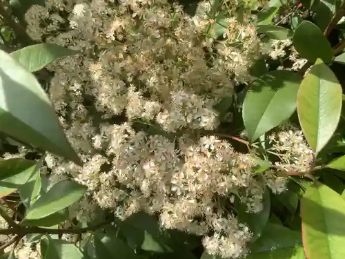 和爾良神社の自然