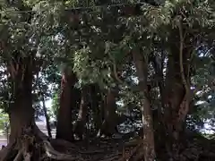 八日市普活廼神社(福井県)