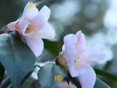 鏡石鹿嶋神社 *安産・開運・勝利の神さま*(福島県)