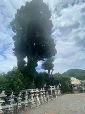 春日神社の自然