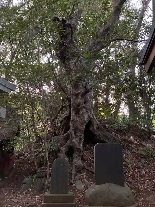 安房神社(千葉県)