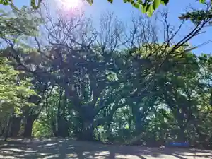 相馬神社(北海道)(2026年06月01日(月) 18時42分38秒投稿)