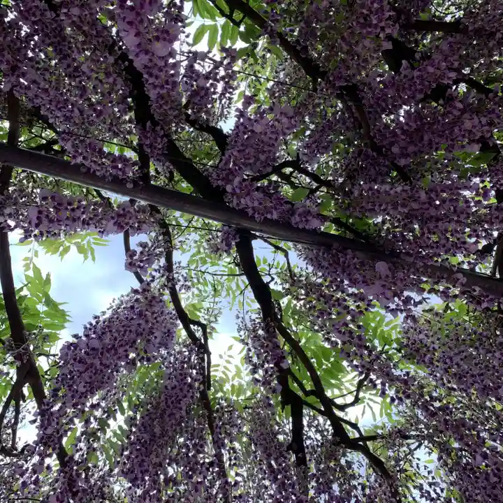 天台宗 五大山 白毫寺の自然