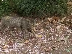 玉村八幡宮の動物