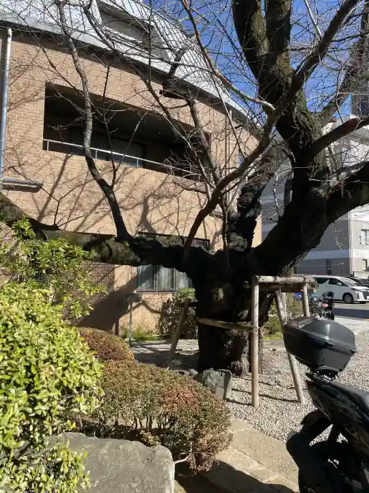 正行寺の{uncategorized: "未分類", other: "その他", undefined: "問題あり", building: "その他建物", grave: "お墓", sacred_gate: "鳥居", guardian: "狛犬", statue: "像", buddha: "仏像", history: "歴史", nature: "自然", garden: "庭園", animal: "動物", pagoda: "塔", temizu: "手水舎", mountain_gate: "山門・神門", sanctuary: "本殿・本堂", subordinate: "末社・摂社", art: "芸術", scenery: "景色", jizo: "地蔵", ema: "絵馬", goshuin: "御朱印", omikuji: "おみくじ", items: "授与品その他", amulet: "お守り", goshuincho: "御朱印帳", eats: "食事", festival: "お祭り", votive_dance: "神楽", shichigosan: "七五三参", wedding: "結婚式", experience: "体験その他", initially: "初詣", around: "周辺", anti_infection: "感染症対策"}