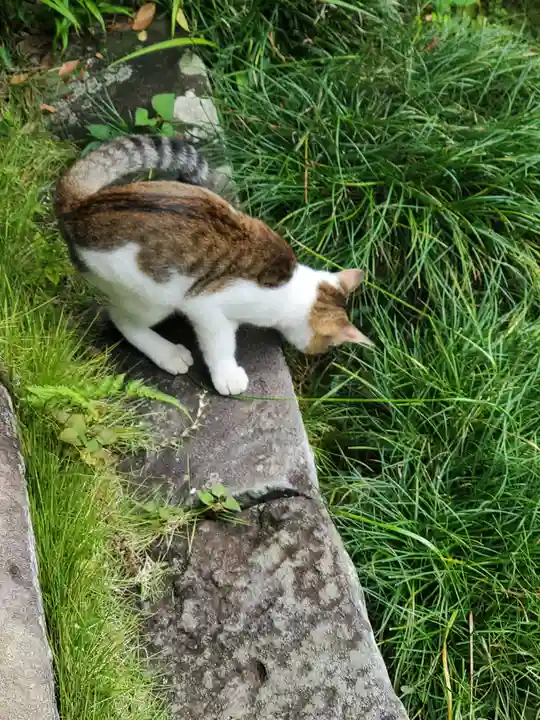秩父札所三十二番 法性寺の動物