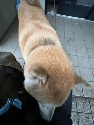 笠䅣稲荷神社(神奈川県)