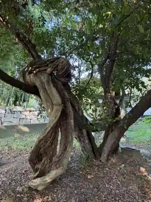 厳島神社(片葉の弁天)(千葉県)