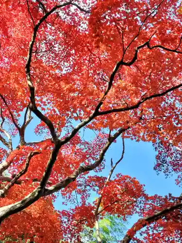 二尊院(京都府)