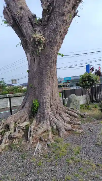 日吉神社(神奈川県)