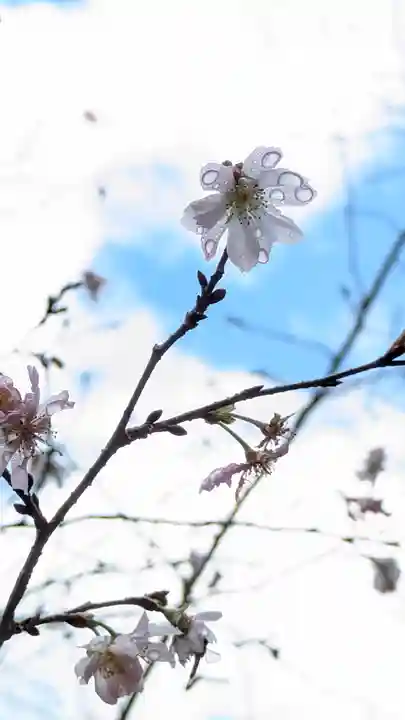 十輪寺(京都府)