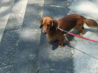 三隅八幡宮(山口県)