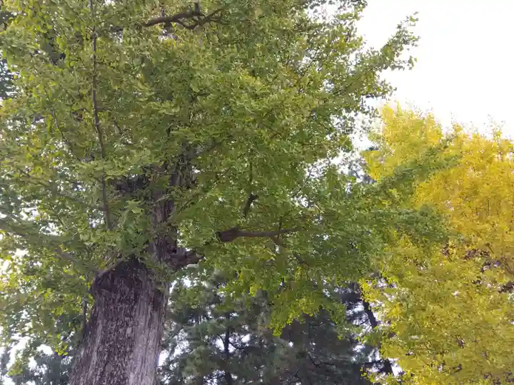 福井神社(福井県)