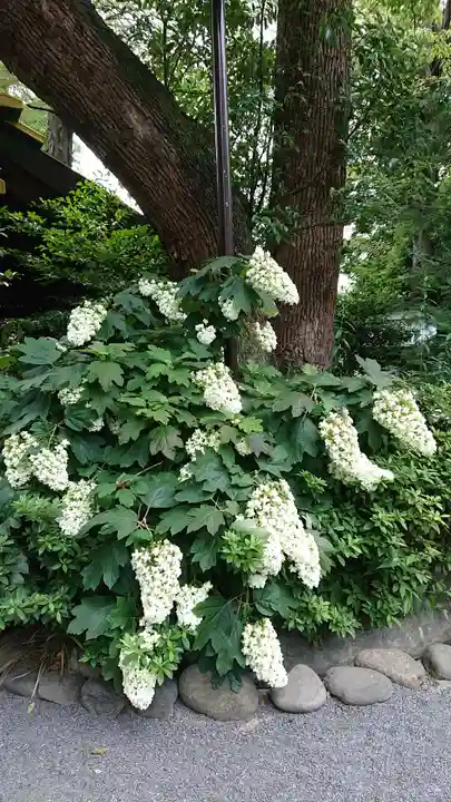 阿佐ヶ谷神明宮の自然
