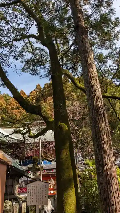 椙本神社の自然