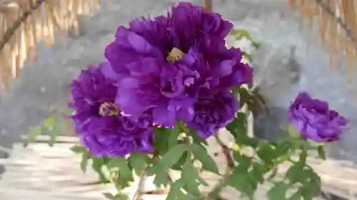 上野東照宮の{uncategorized: "未分類", other: "その他", undefined: "問題あり", building: "その他建物", grave: "お墓", sacred_gate: "鳥居", guardian: "狛犬", statue: "像", buddha: "仏像", history: "歴史", nature: "自然", garden: "庭園", animal: "動物", pagoda: "塔", temizu: "手水舎", mountain_gate: "山門・神門", sanctuary: "本殿・本堂", subordinate: "末社・摂社", art: "芸術", scenery: "景色", jizo: "地蔵", ema: "絵馬", goshuin: "御朱印", omikuji: "おみくじ", items: "授与品その他", amulet: "お守り", goshuincho: "御朱印帳", eats: "食事", festival: "お祭り", votive_dance: "神楽", shichigosan: "七五三参", wedding: "結婚式", experience: "体験その他", initially: "初詣", around: "周辺", anti_infection: "感染症対策"}